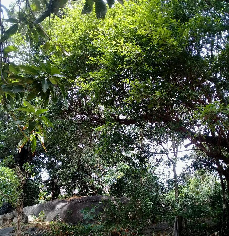 Dambulla Sun Vsh Holiday Exterior photo